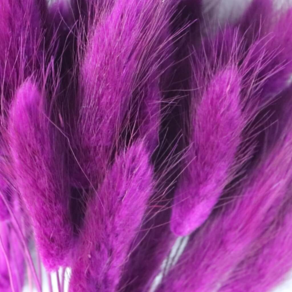 Sušený Lagurus – magenta. Stylová dekorace se zářivou barvou pro moderní i romantické aranžmá.